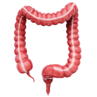 Enfermedades del Colon león Enfermedades del Colon león